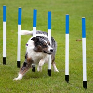 Material educativo para perros activos