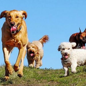 Taller de socialización canina